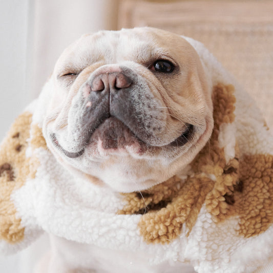 Pet Cute Thick Corduroy Bottoming Shirt